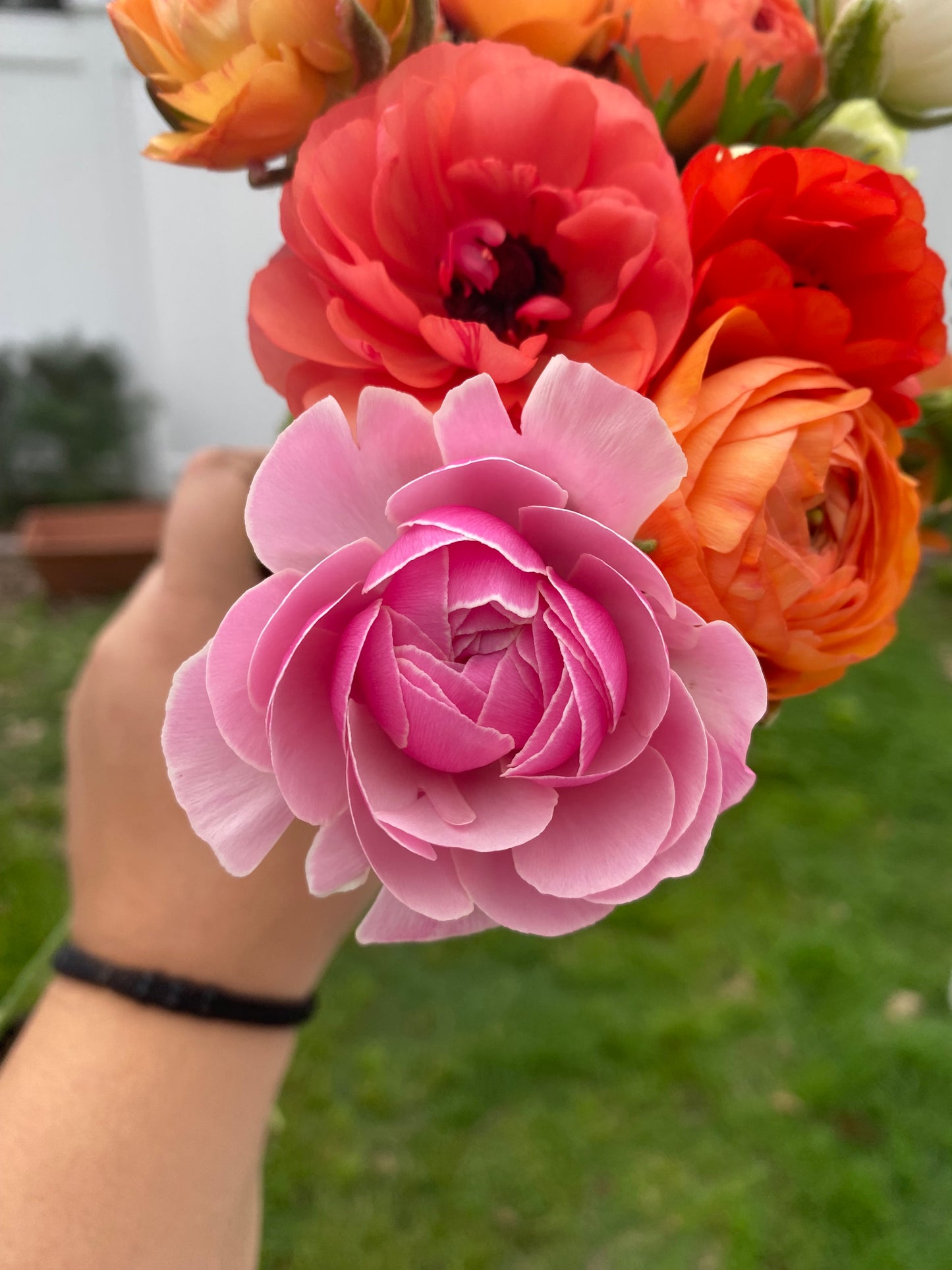 Ranunculus Amandine Porcelaine