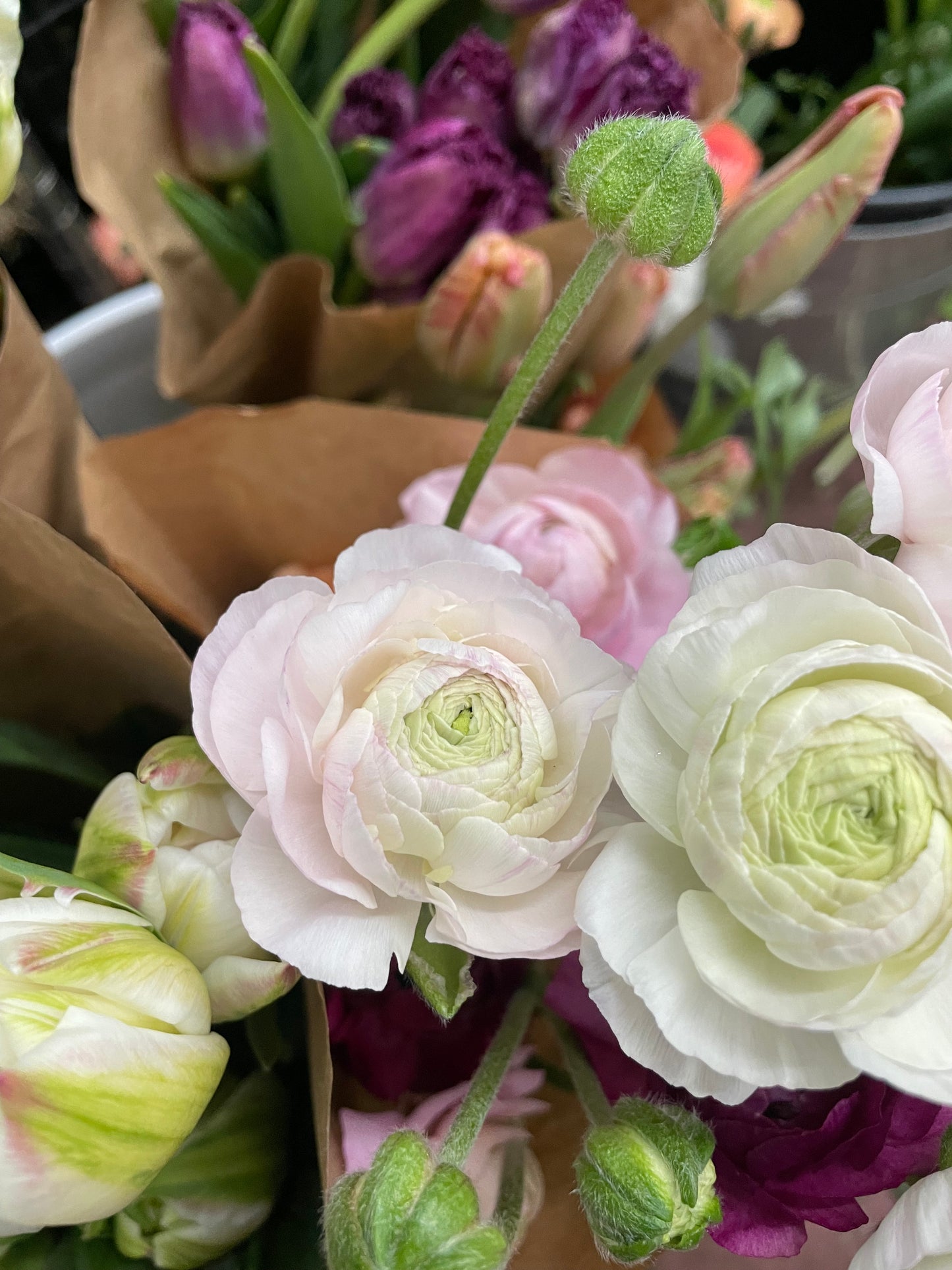 Ranunculus Amandine Chamallow