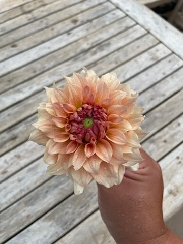 RM Peachy Pink