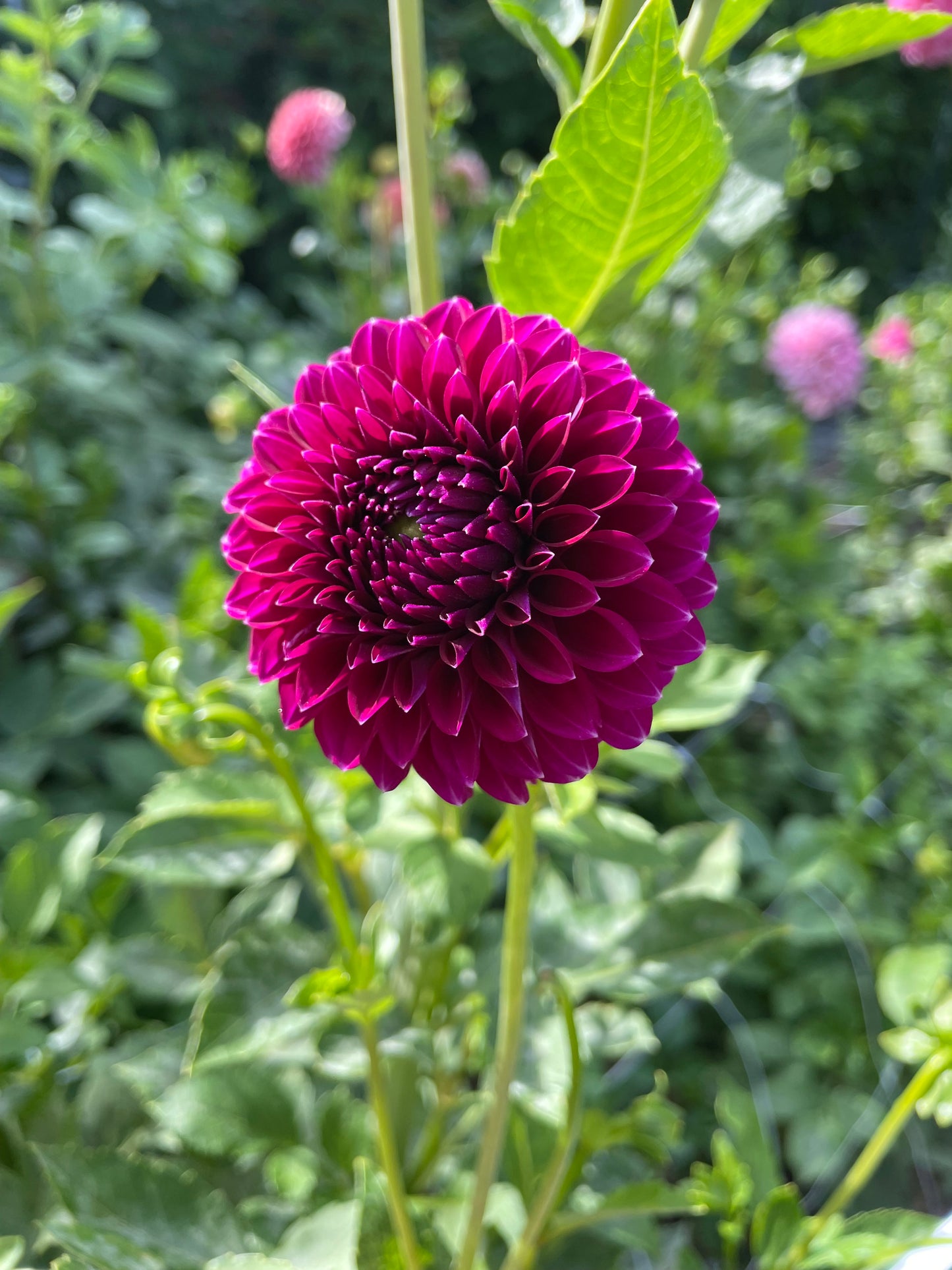 Saddlerock Tiny Giant