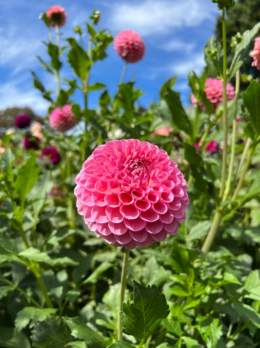 Westerton Pearl