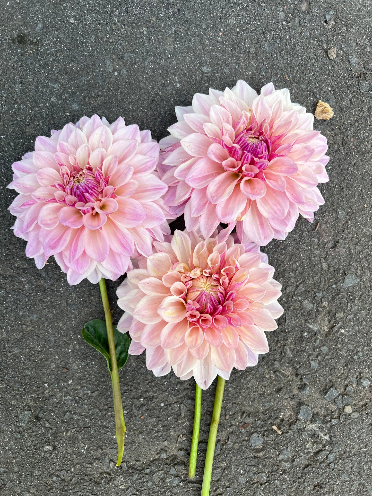 Florelie Antique
