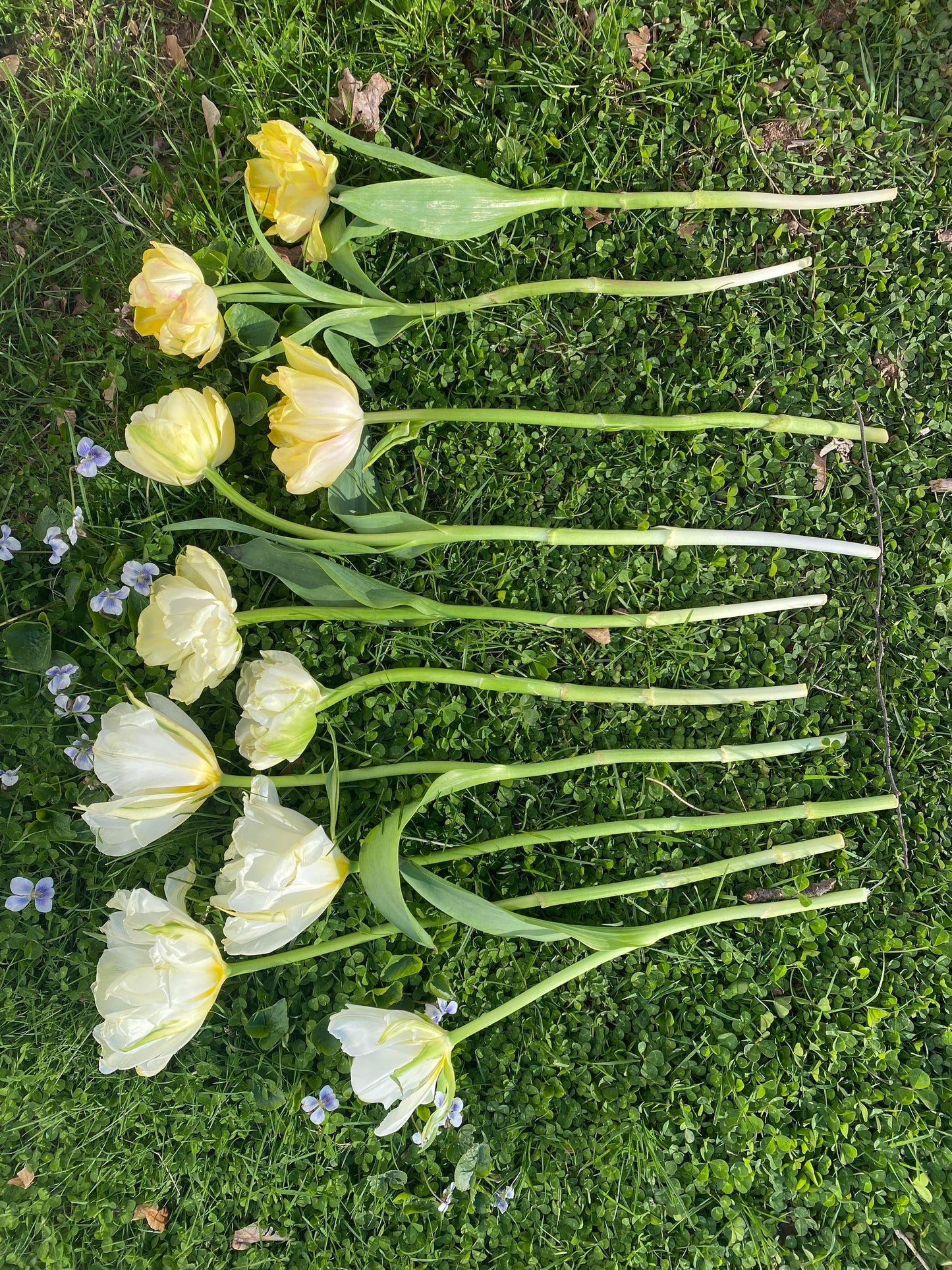 Tulip Avant Garde