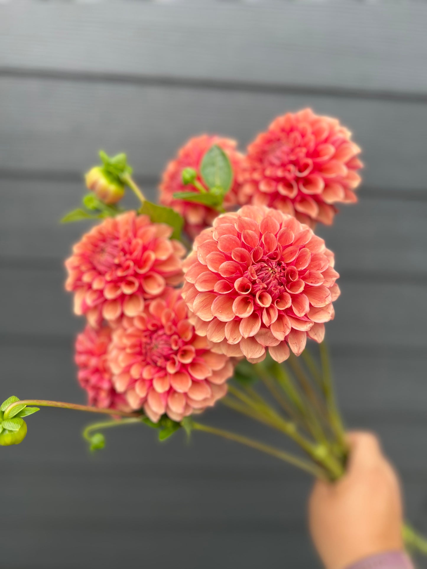 BF Desert Rose