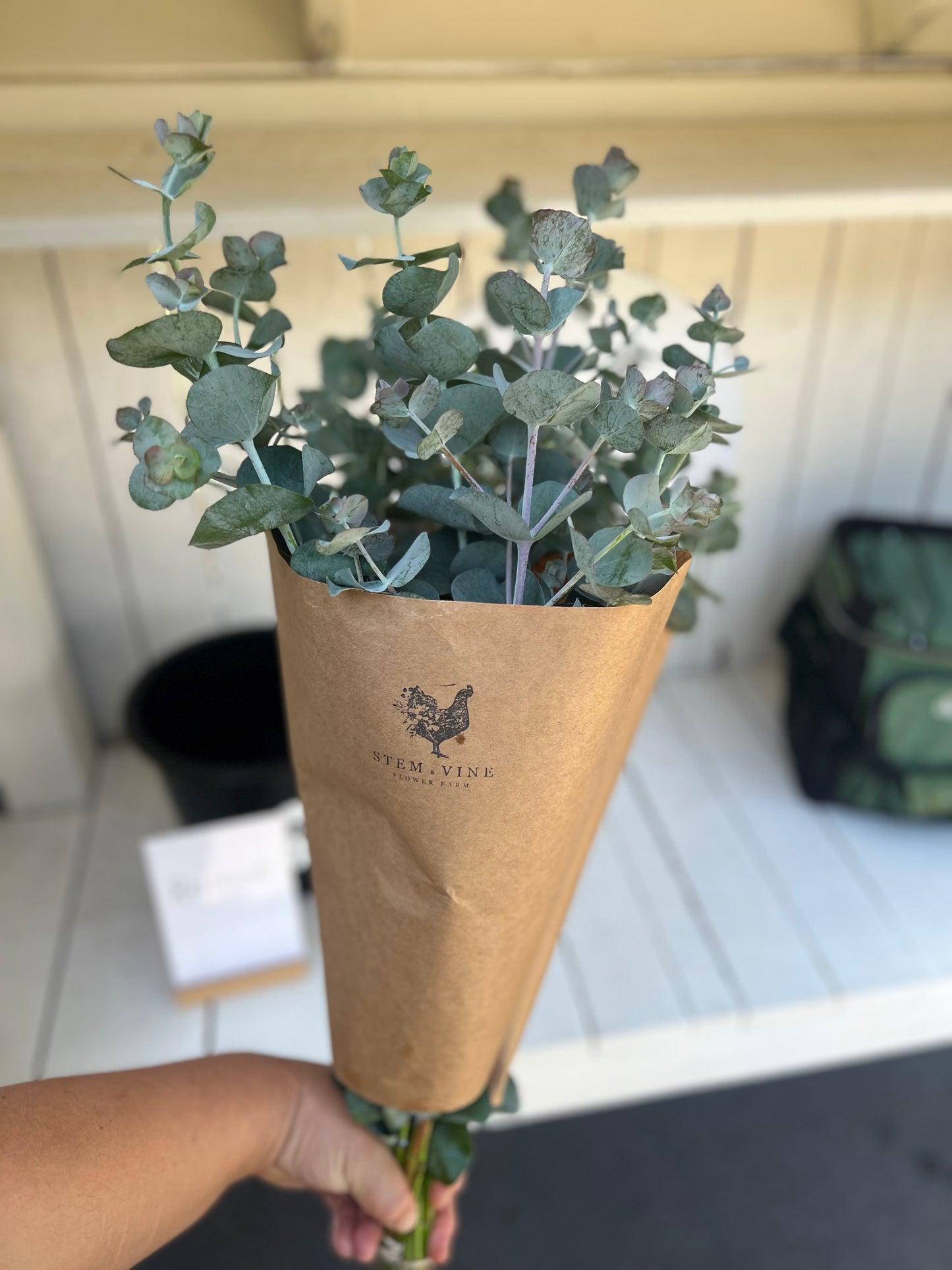 Fresh Eucalyptus