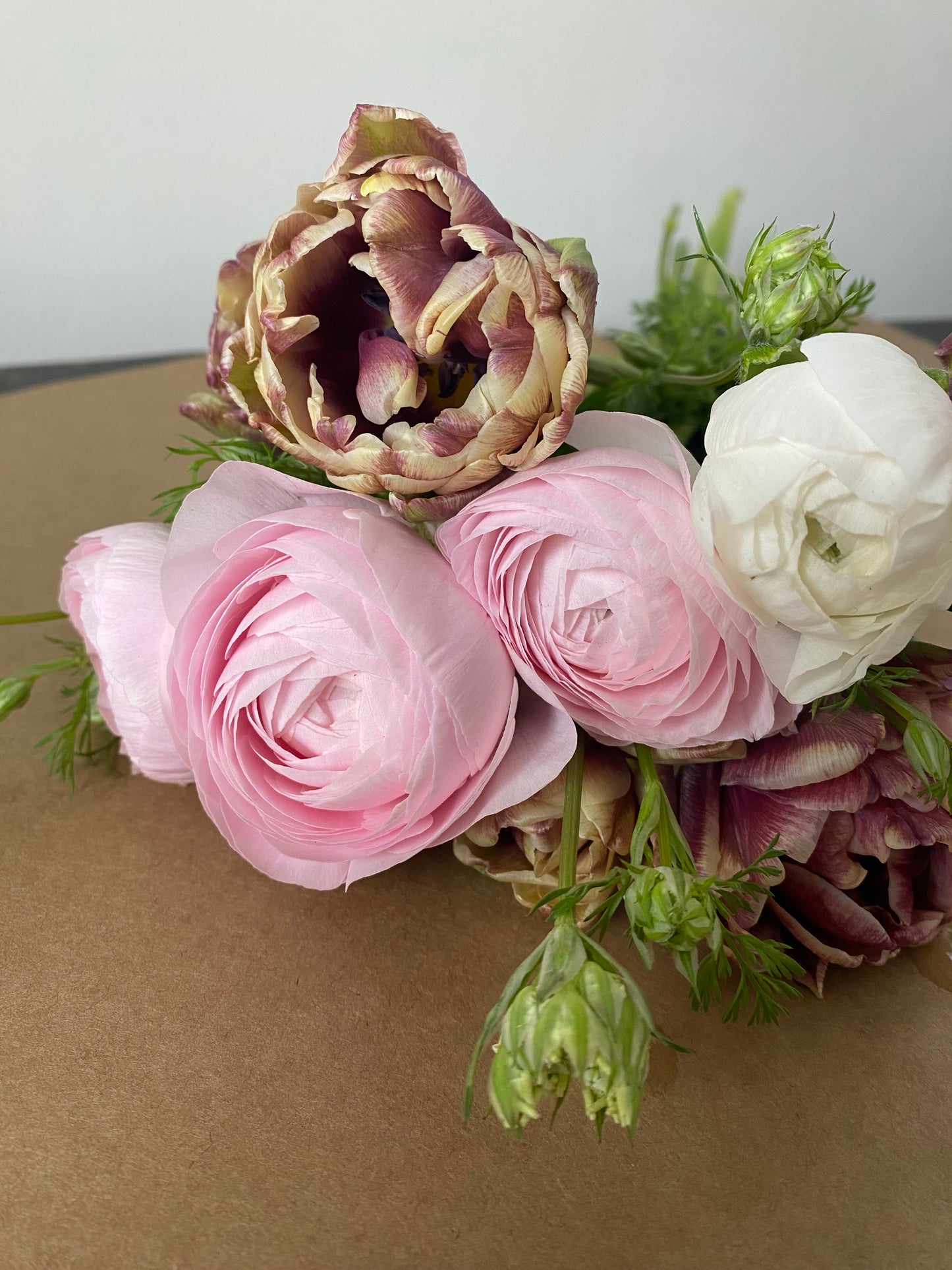 Ranunculus Amandine Chamallow