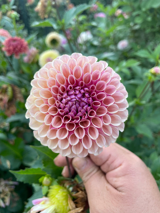 Bracken Rose (US Version)