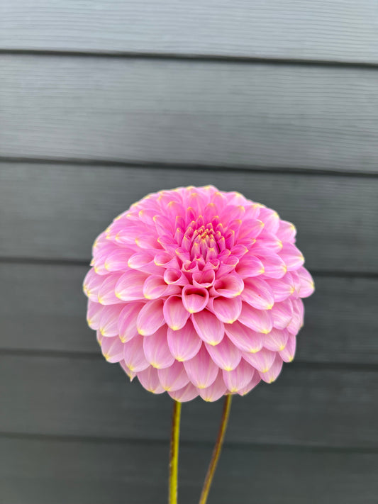 Florelie Oracle