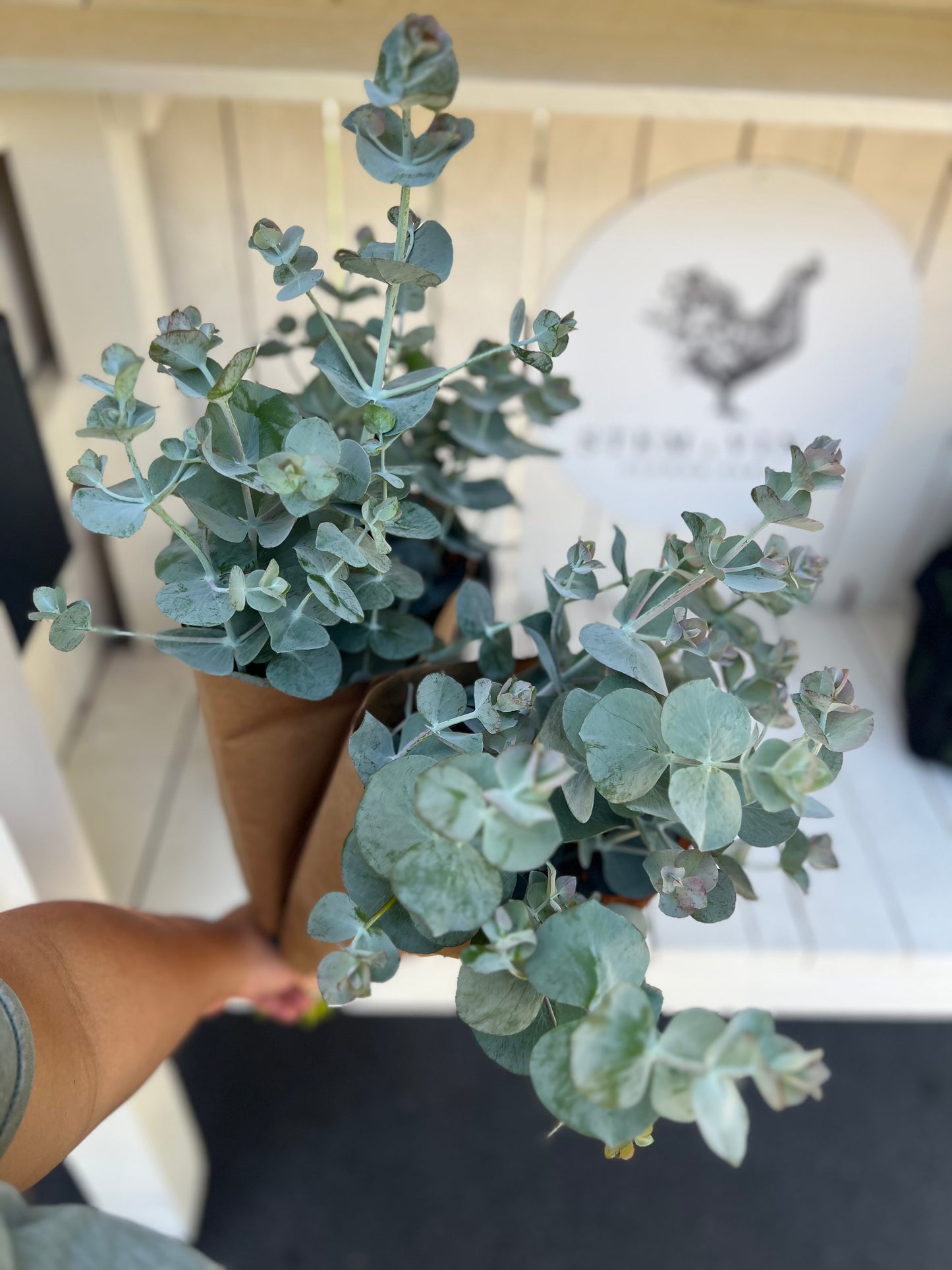 Fresh Eucalyptus