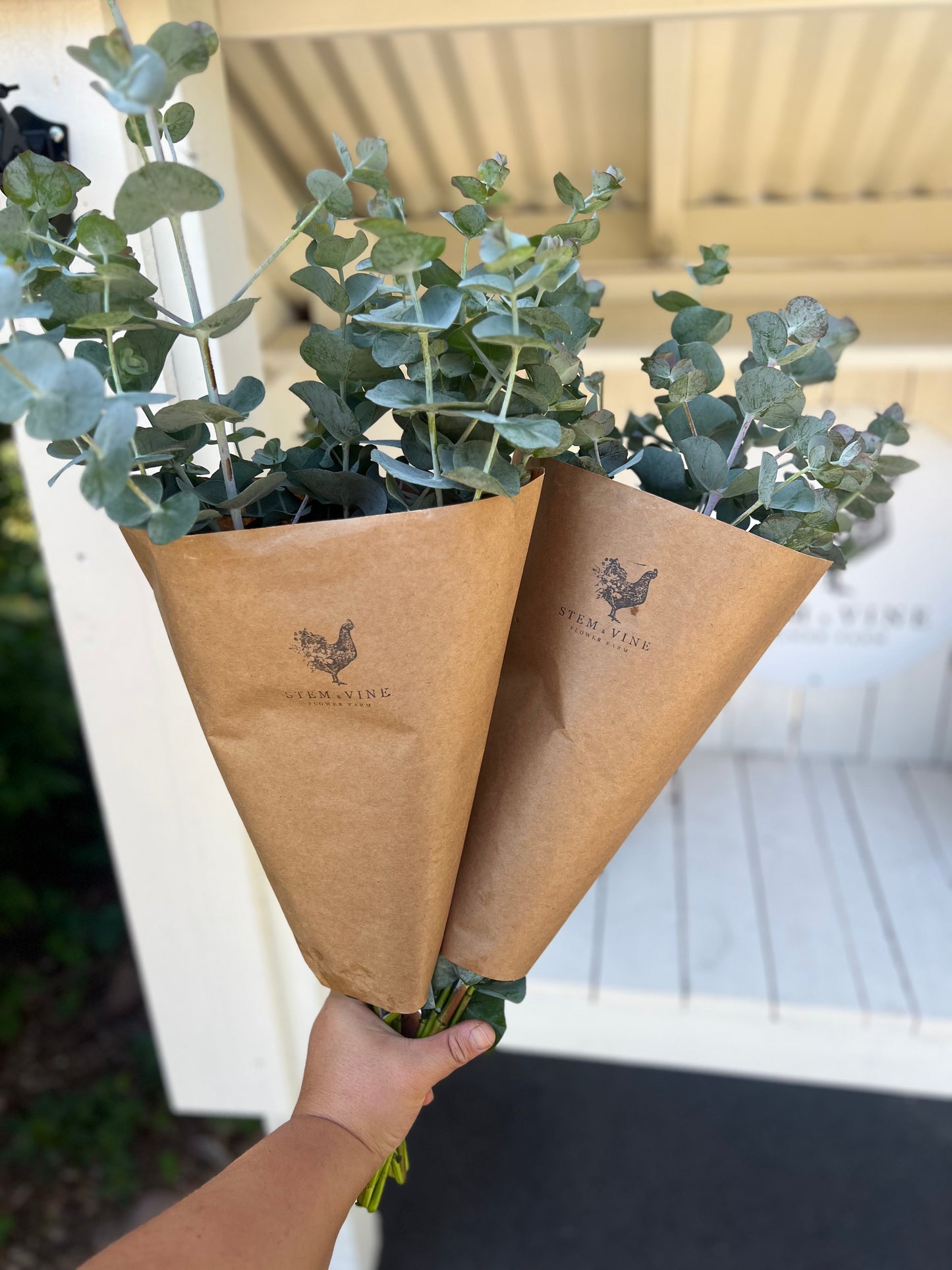 Fresh Eucalyptus