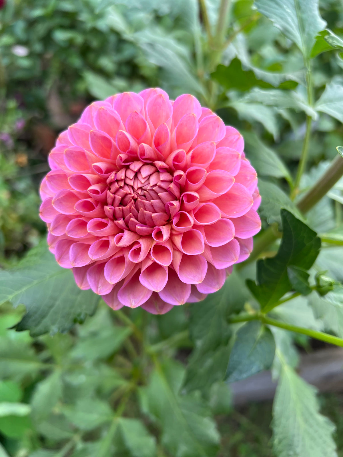 Westerton Pearl