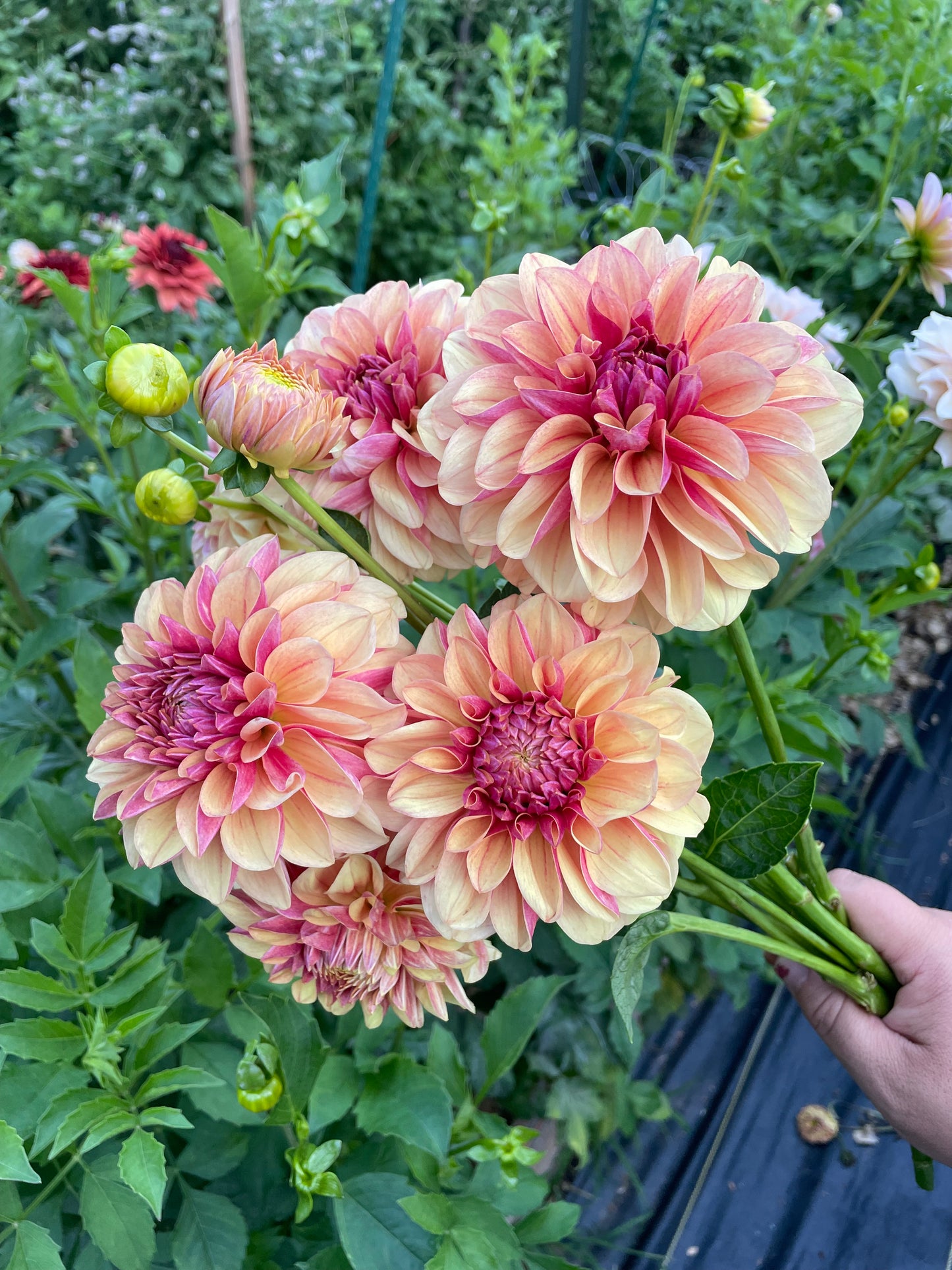 Lee’s Golden Raspberry