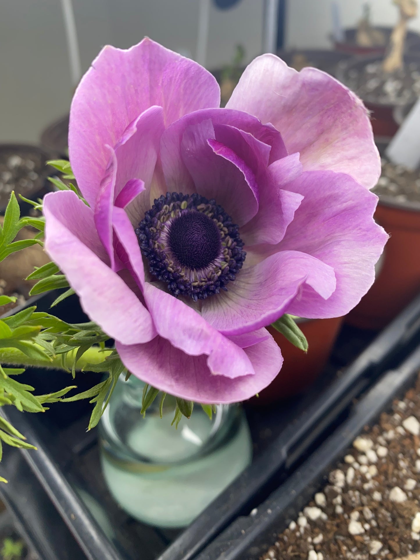 Anemone Mistral Rarity