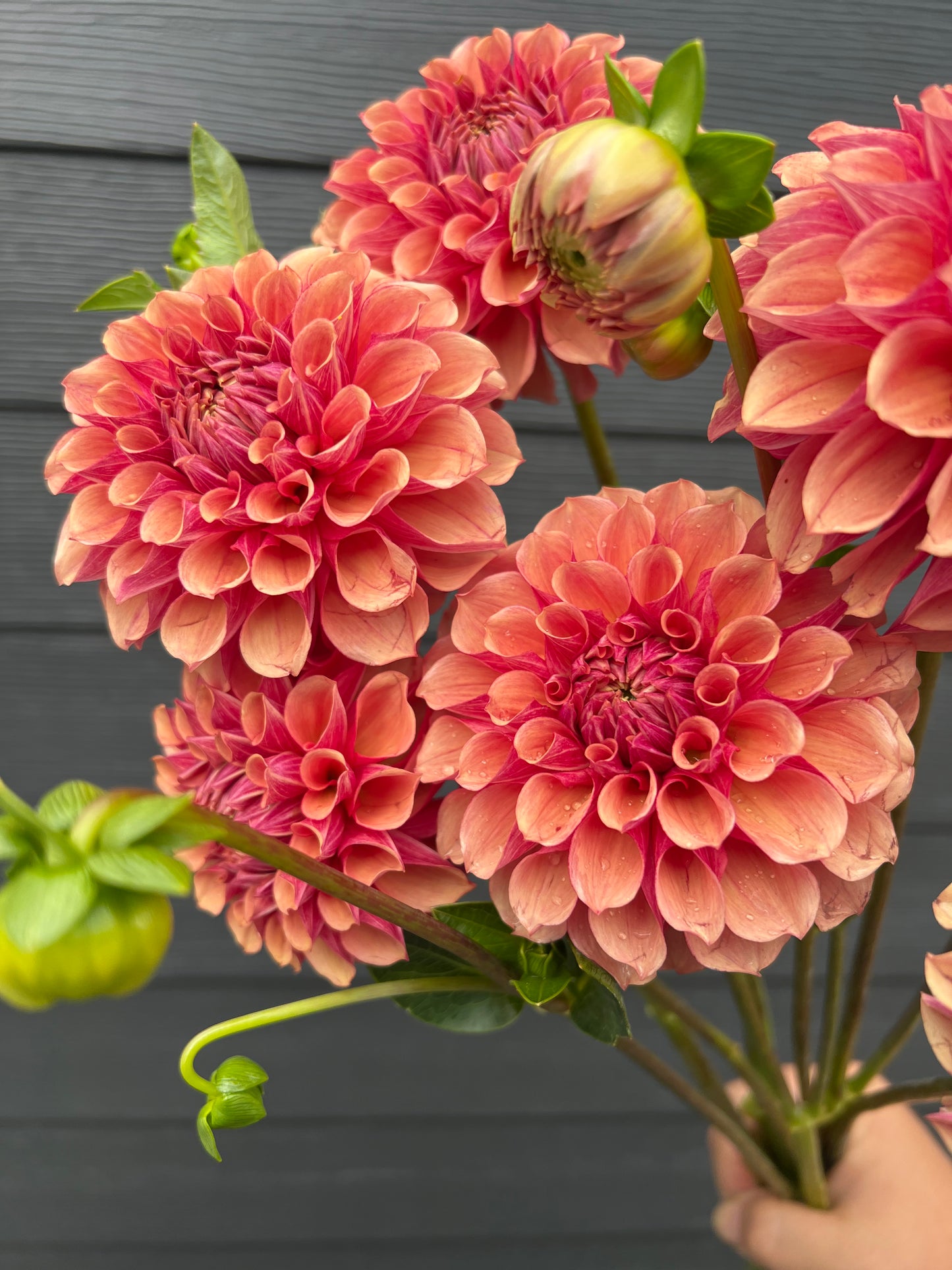 BF Desert Rose