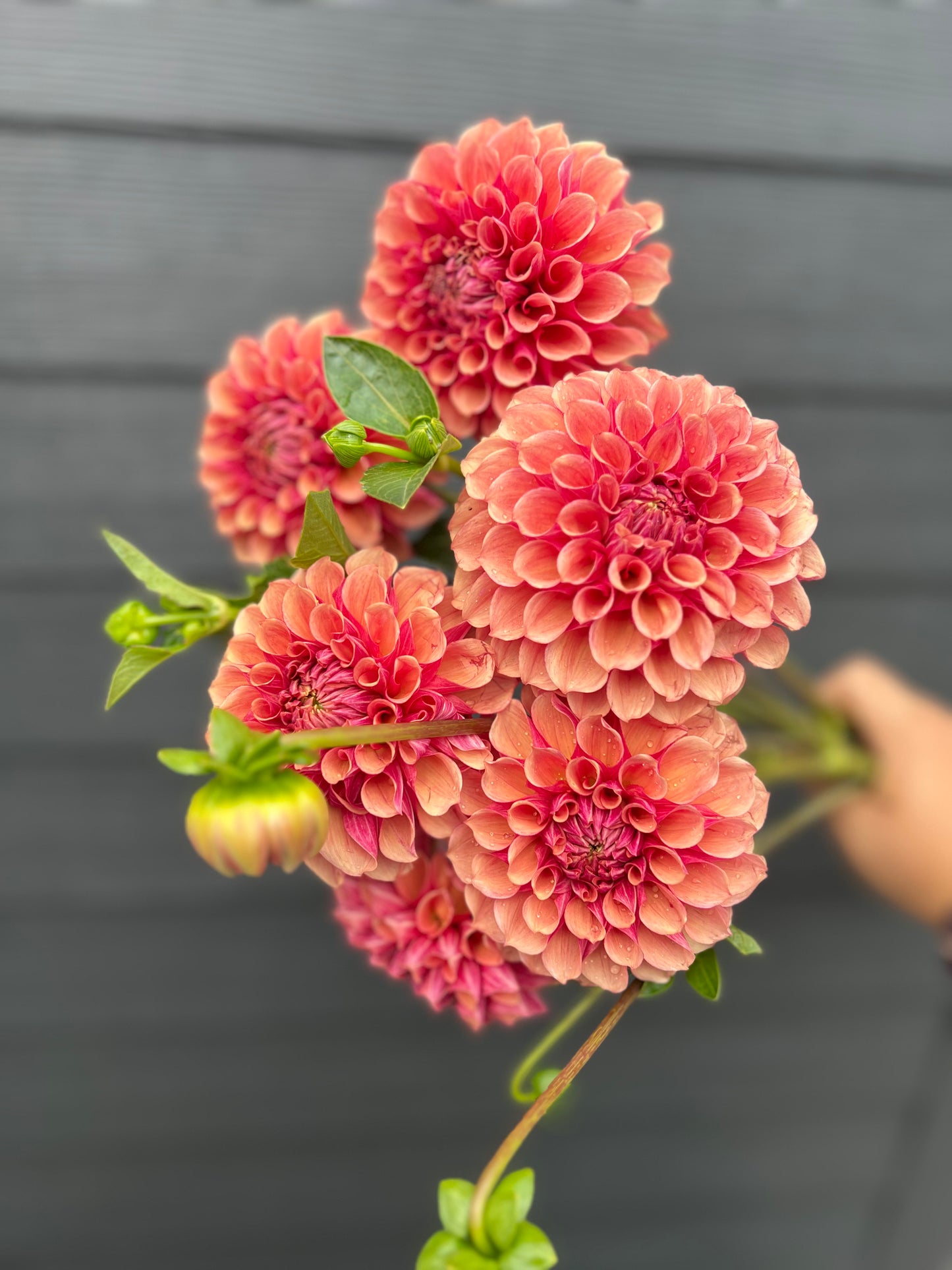 BF Desert Rose