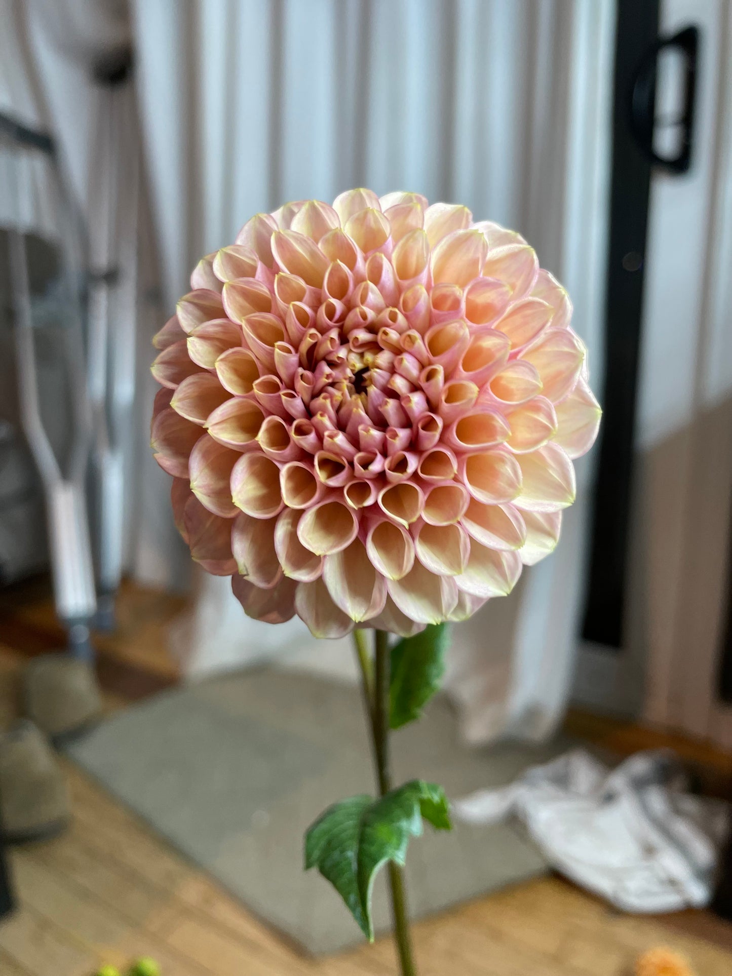 Bracken Rose (US Version)