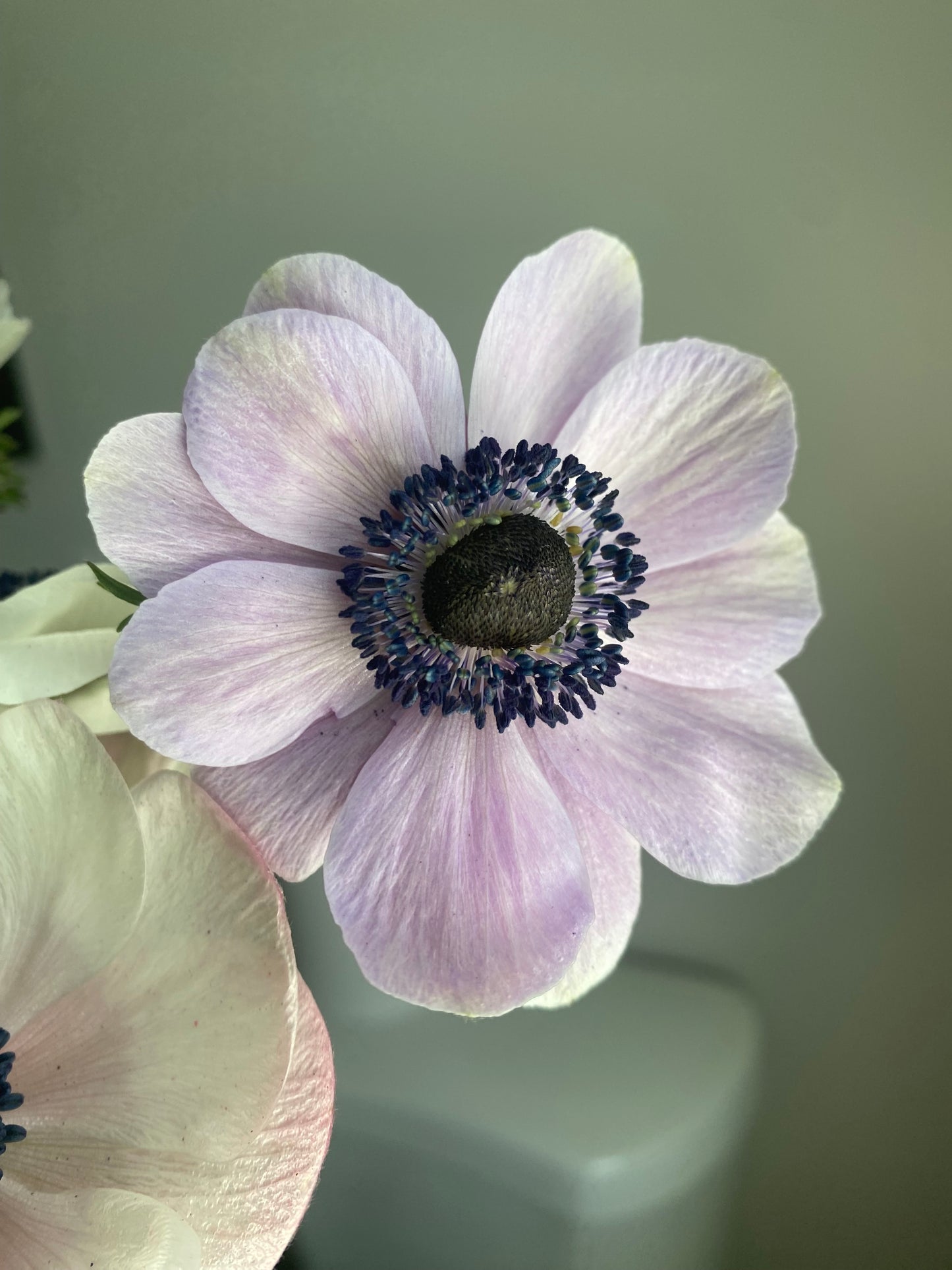 Anemone Mistral Rarity