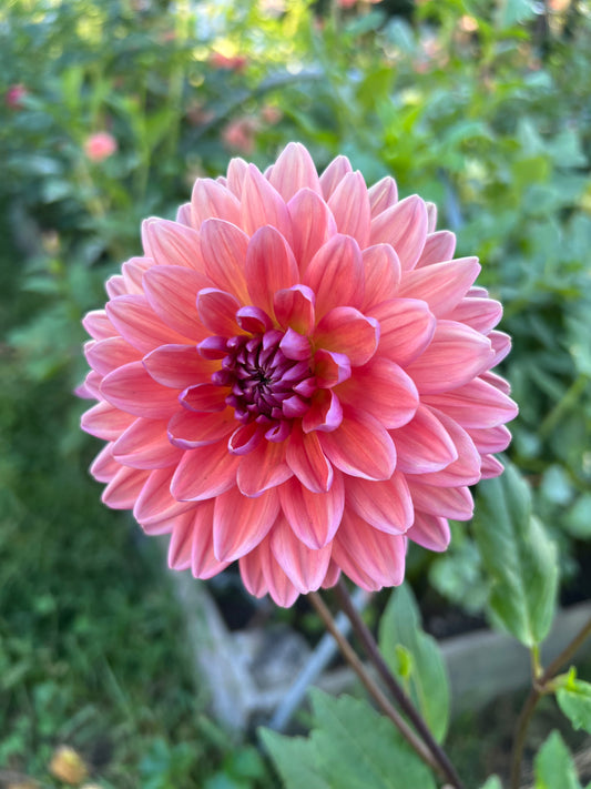 Dutch Pearl