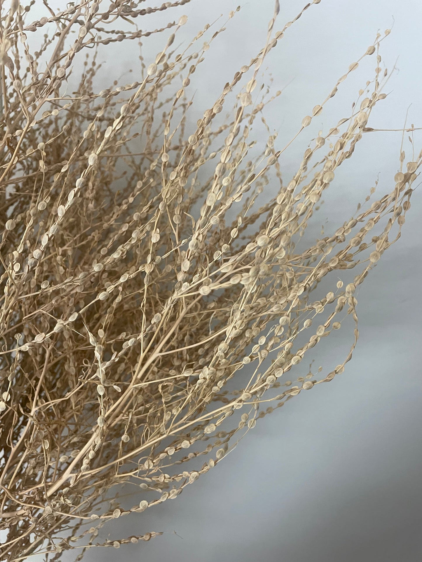 Persian Cress Seeds