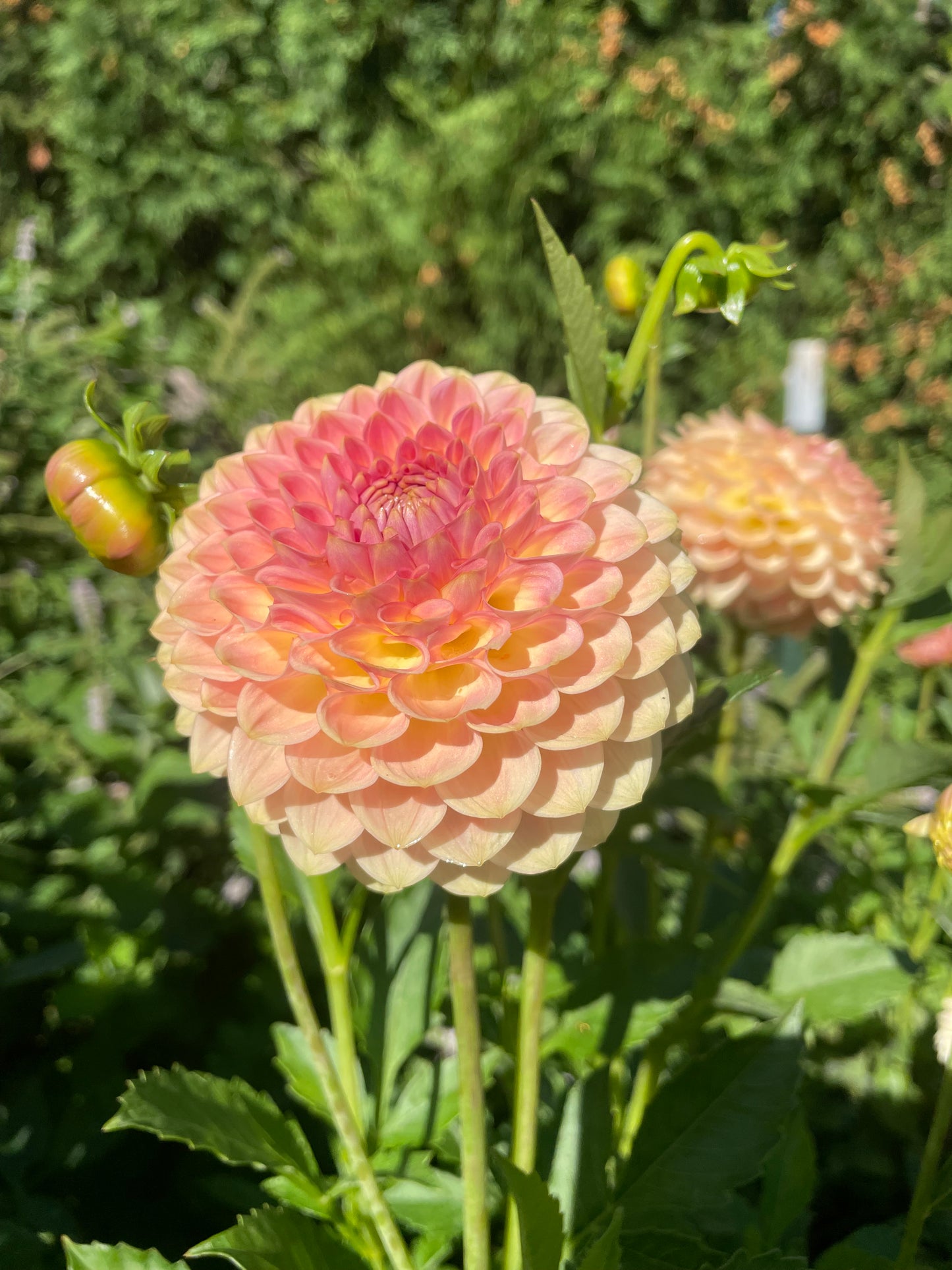 20th Ave Softer Peach