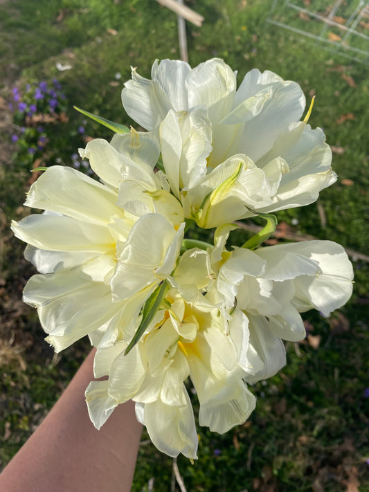 Tulip White Valley