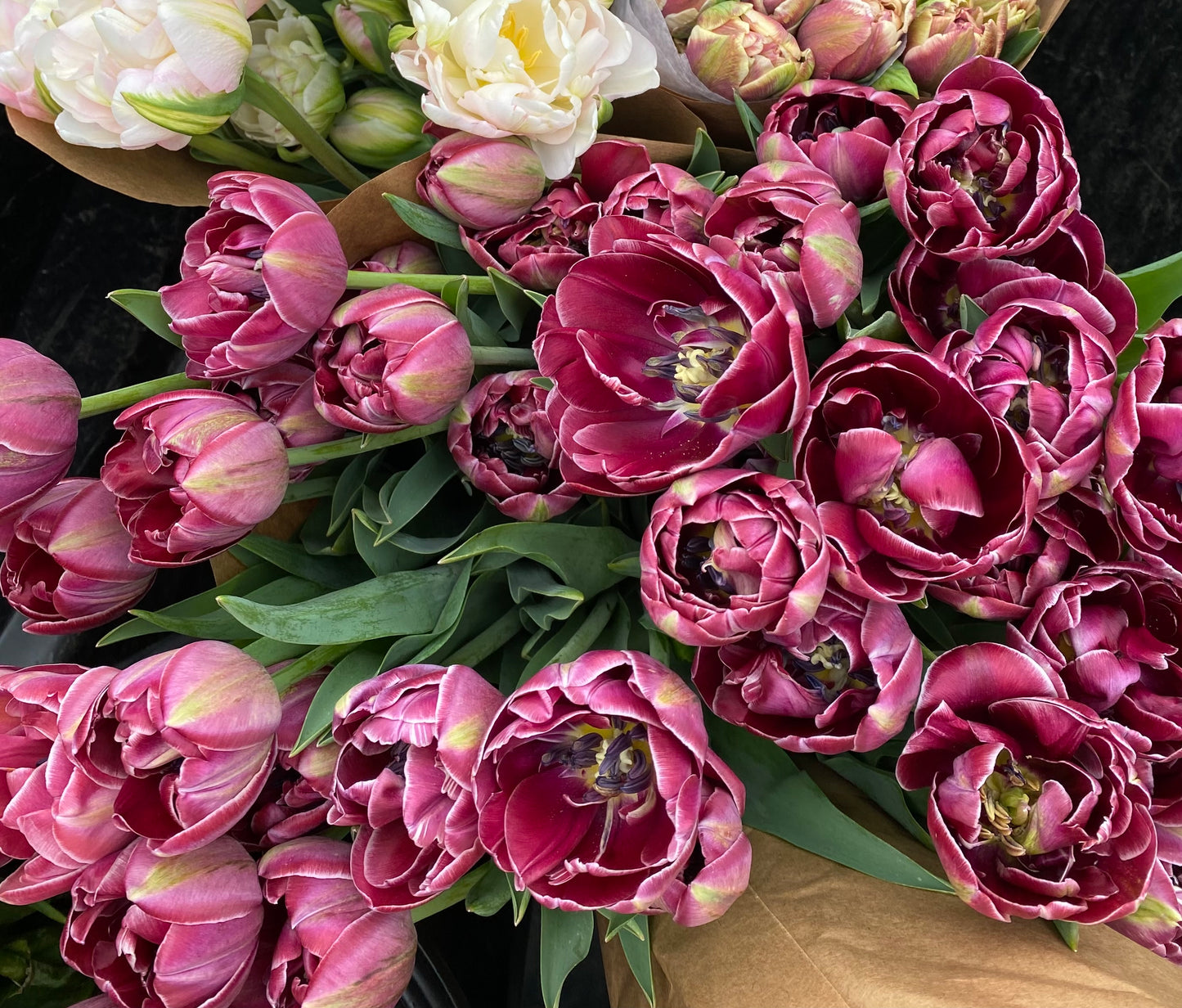 Tulip Dreamtouch