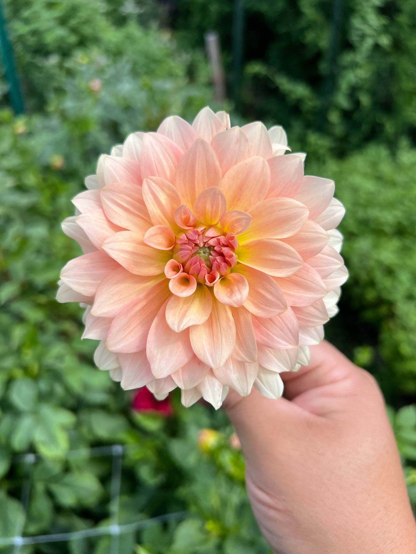 RM Peachy Pink