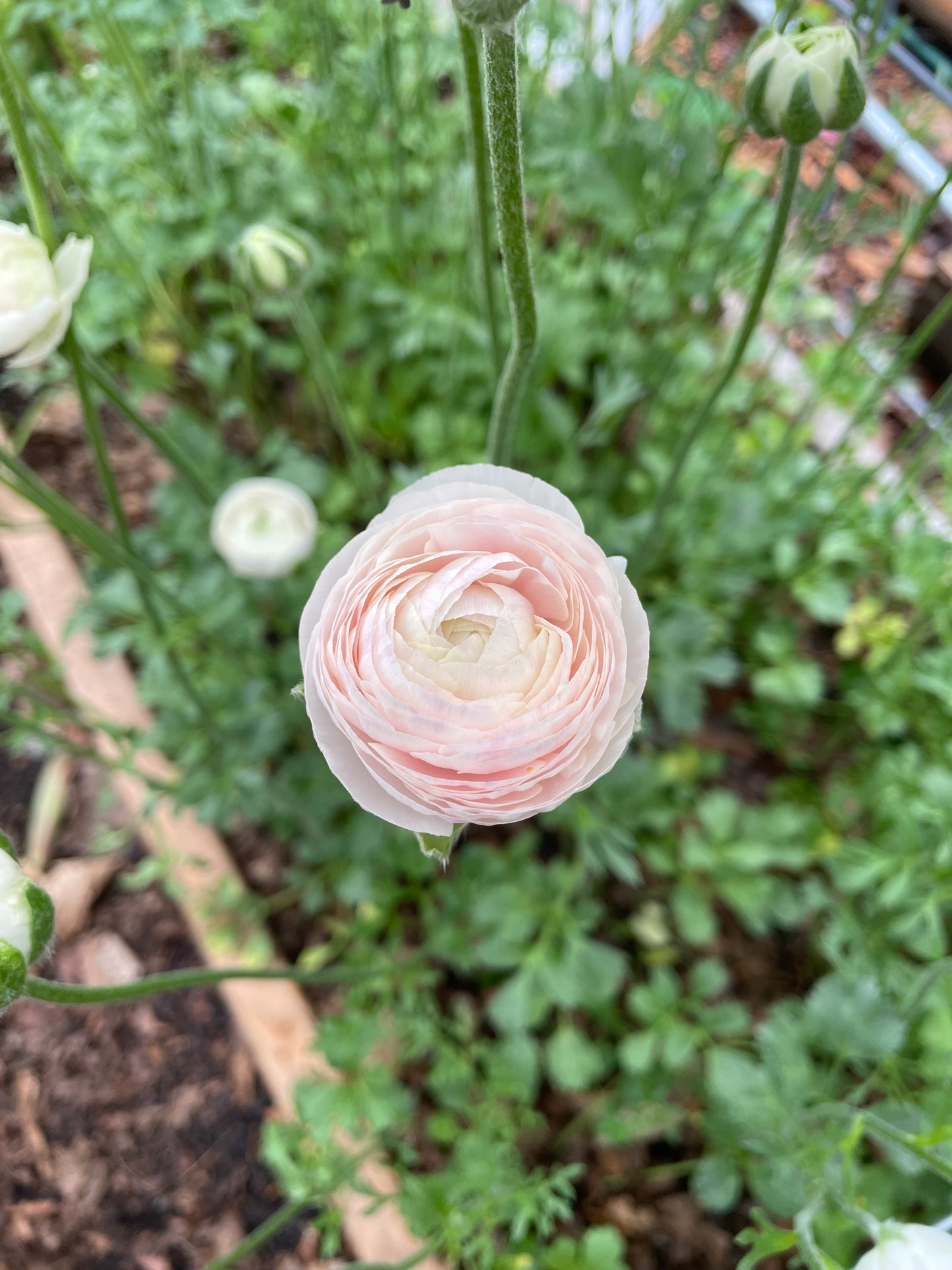 Ranunculus Amandine Chamallow