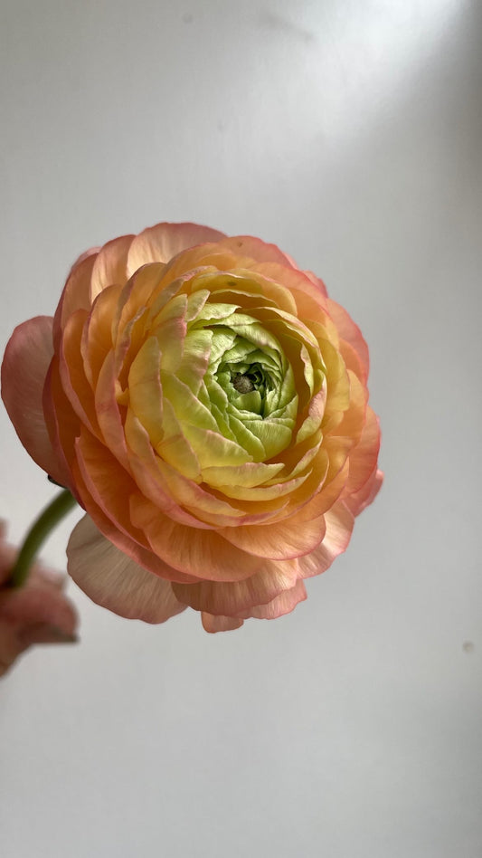 Ranunculus Half Clone Tango