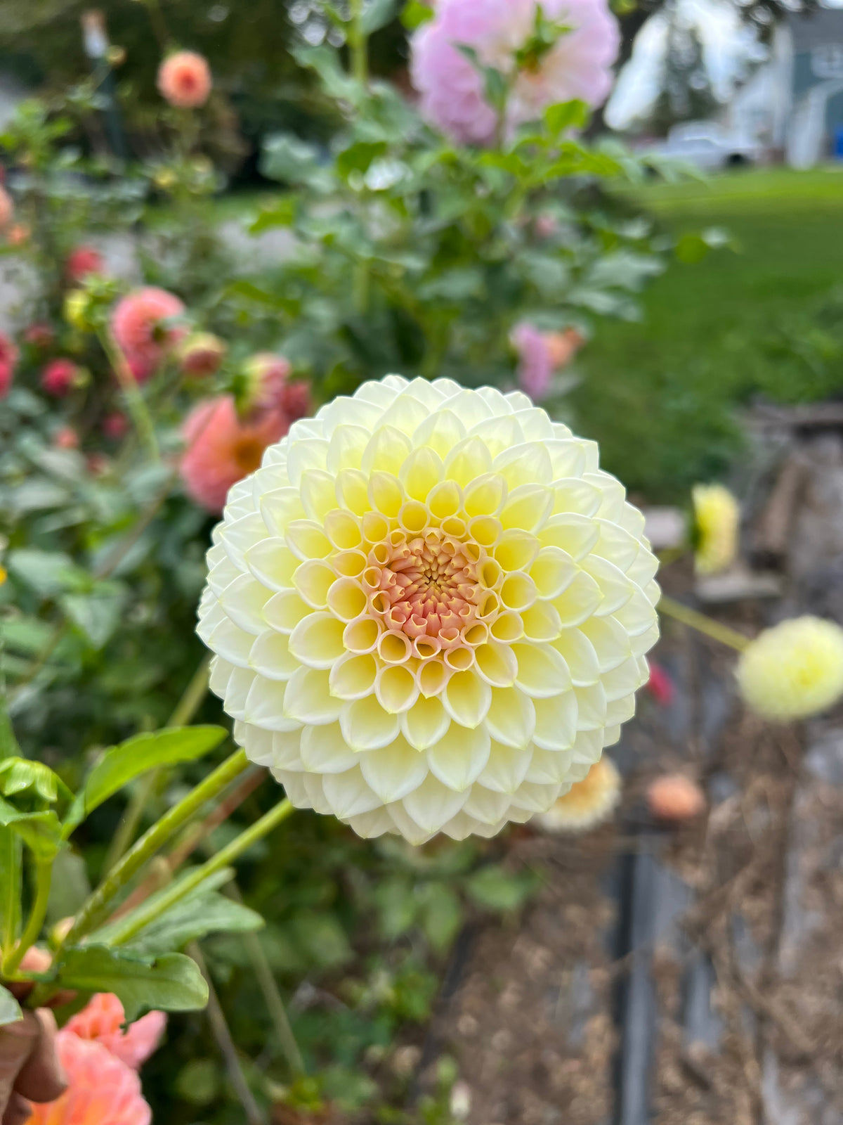 Cream Diane
