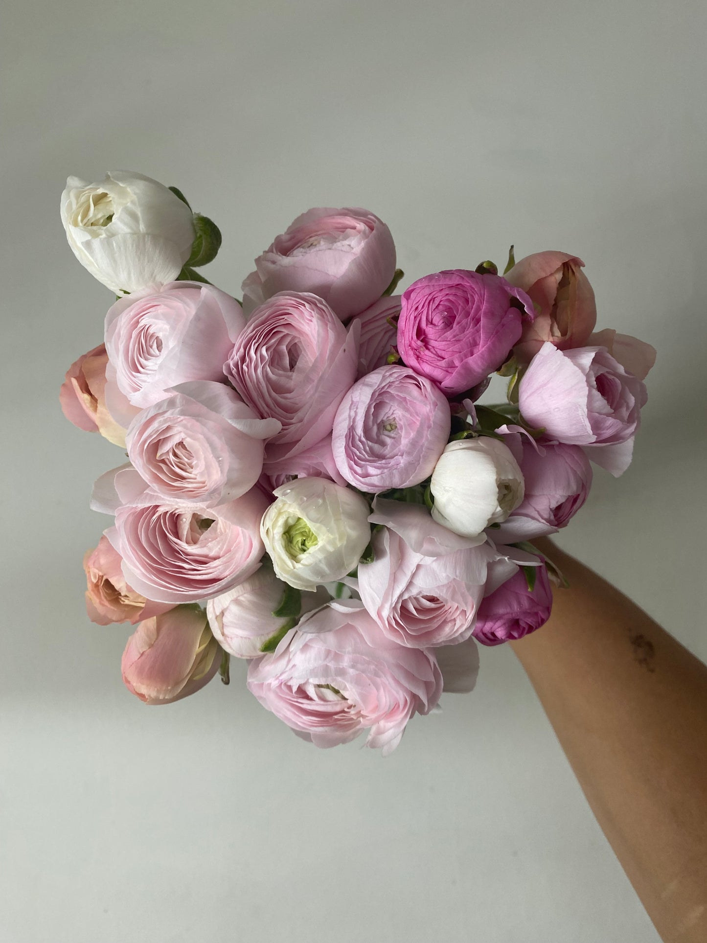 Ranunculus Amandine Chamallow