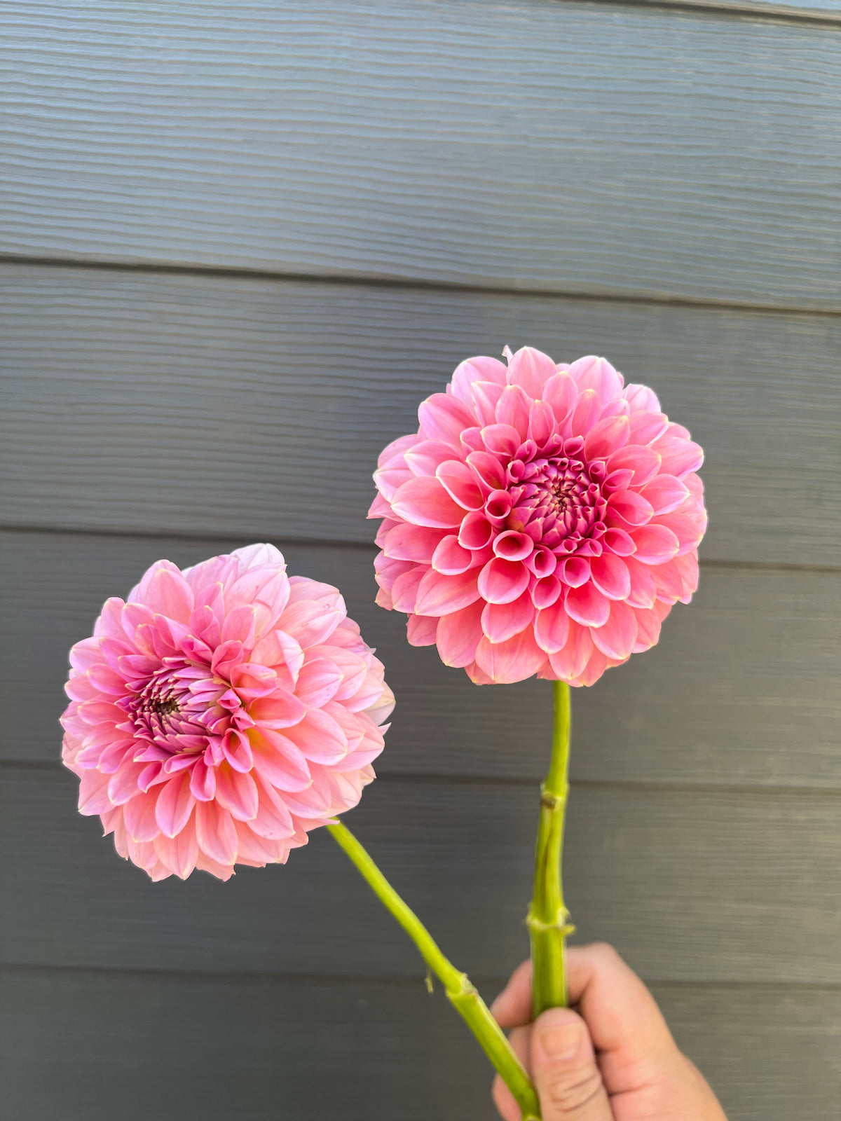 Lee’s Mauva Guava