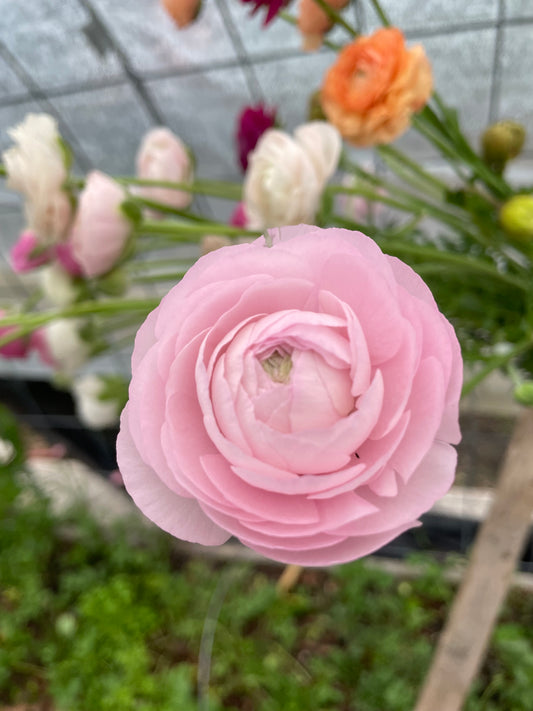 Ranunculus Amandine Chamallow