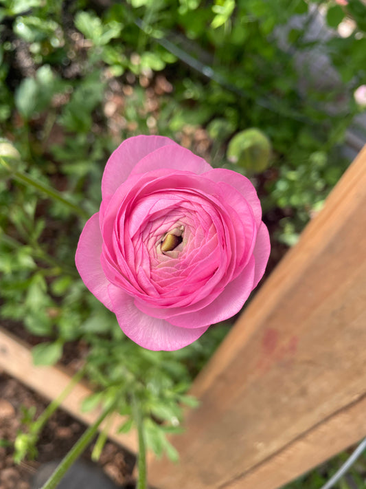 Ranunculus Half-Clone Juliette