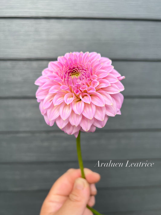 Araluen Leatrice