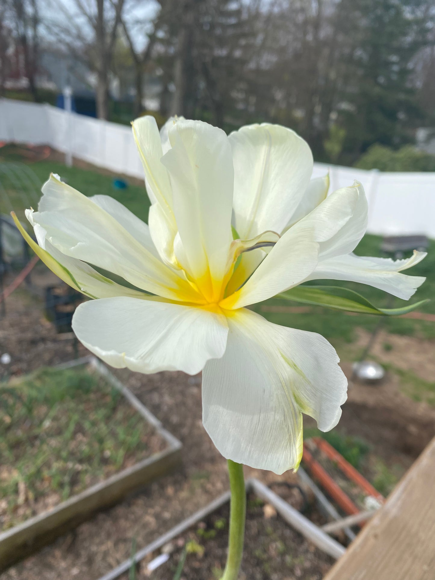 Tulip White Valley