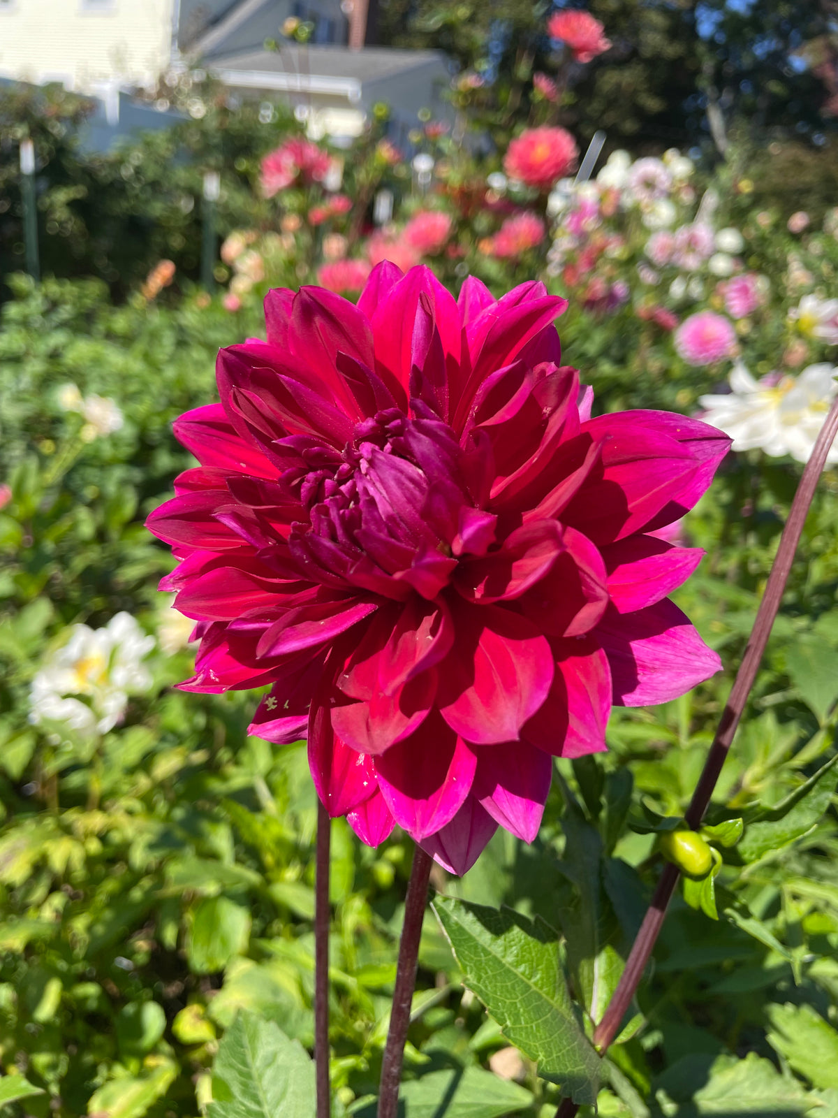 Hollyhill Pandora
