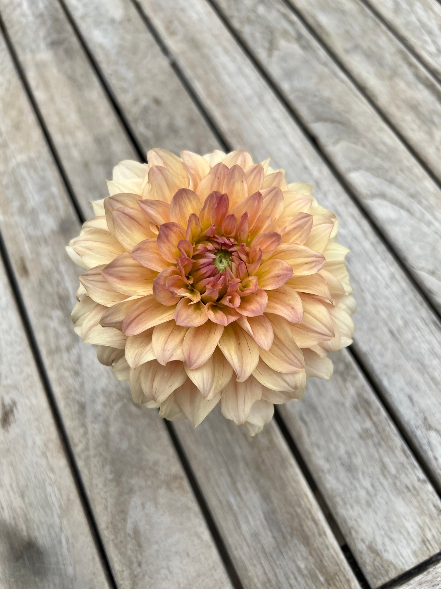 RM Peachy Pink