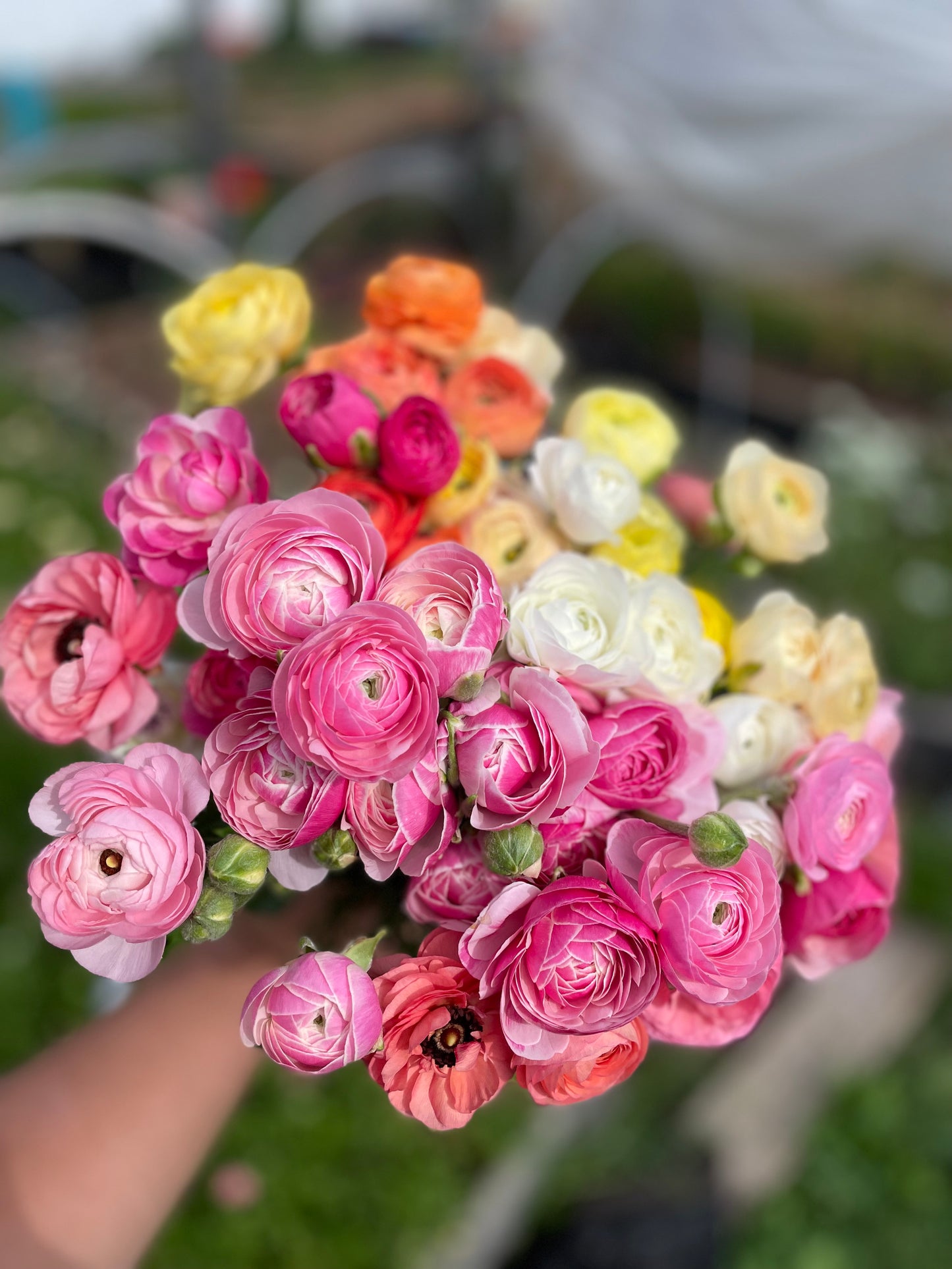 Ranunculus Bunch
