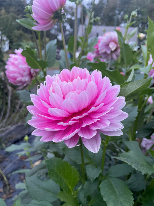 Hollyhill Pink Parfait