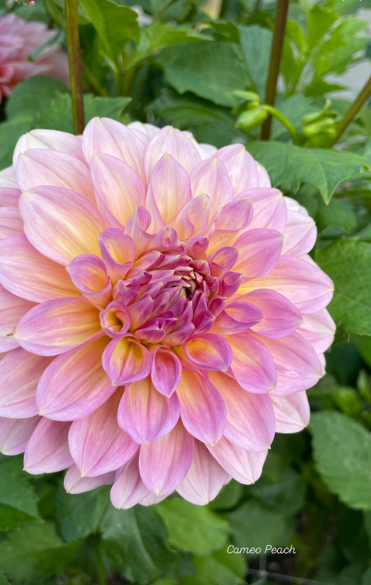 Cameo Peach