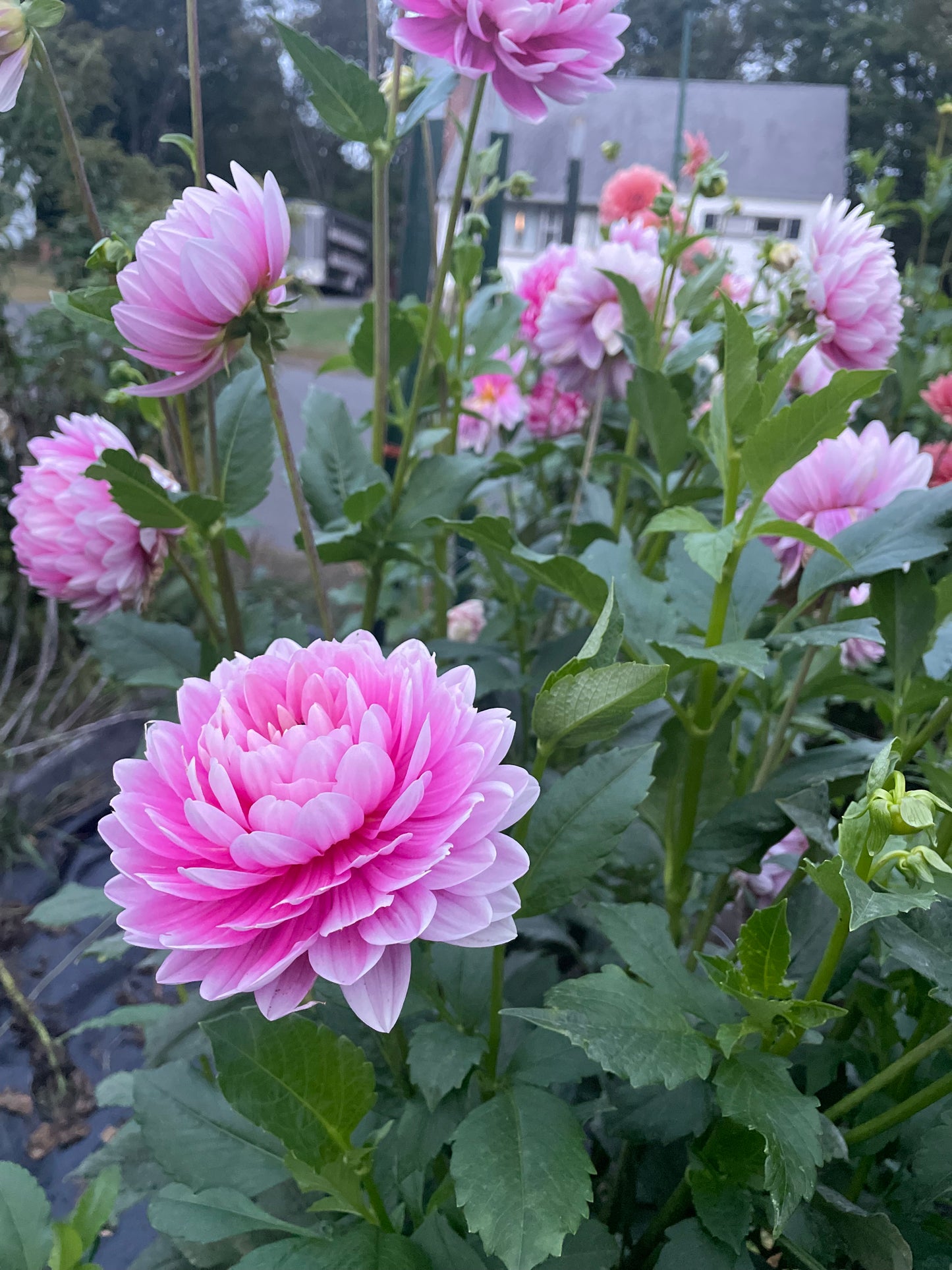 Hollyhill Pink Parfait