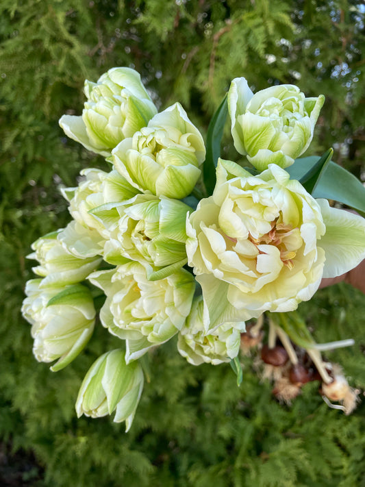 Tulip Avant Garde