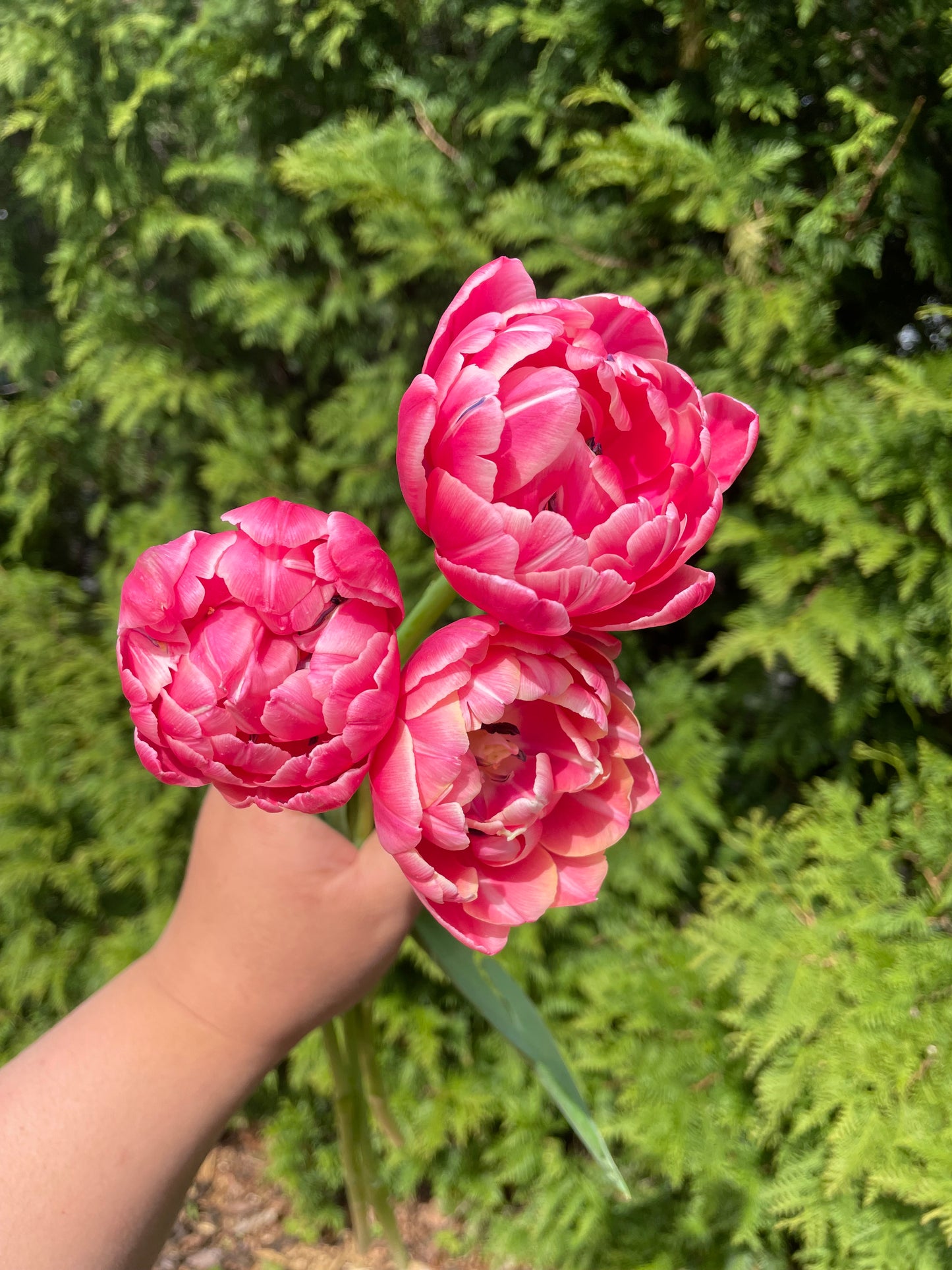 Tulip Columbus