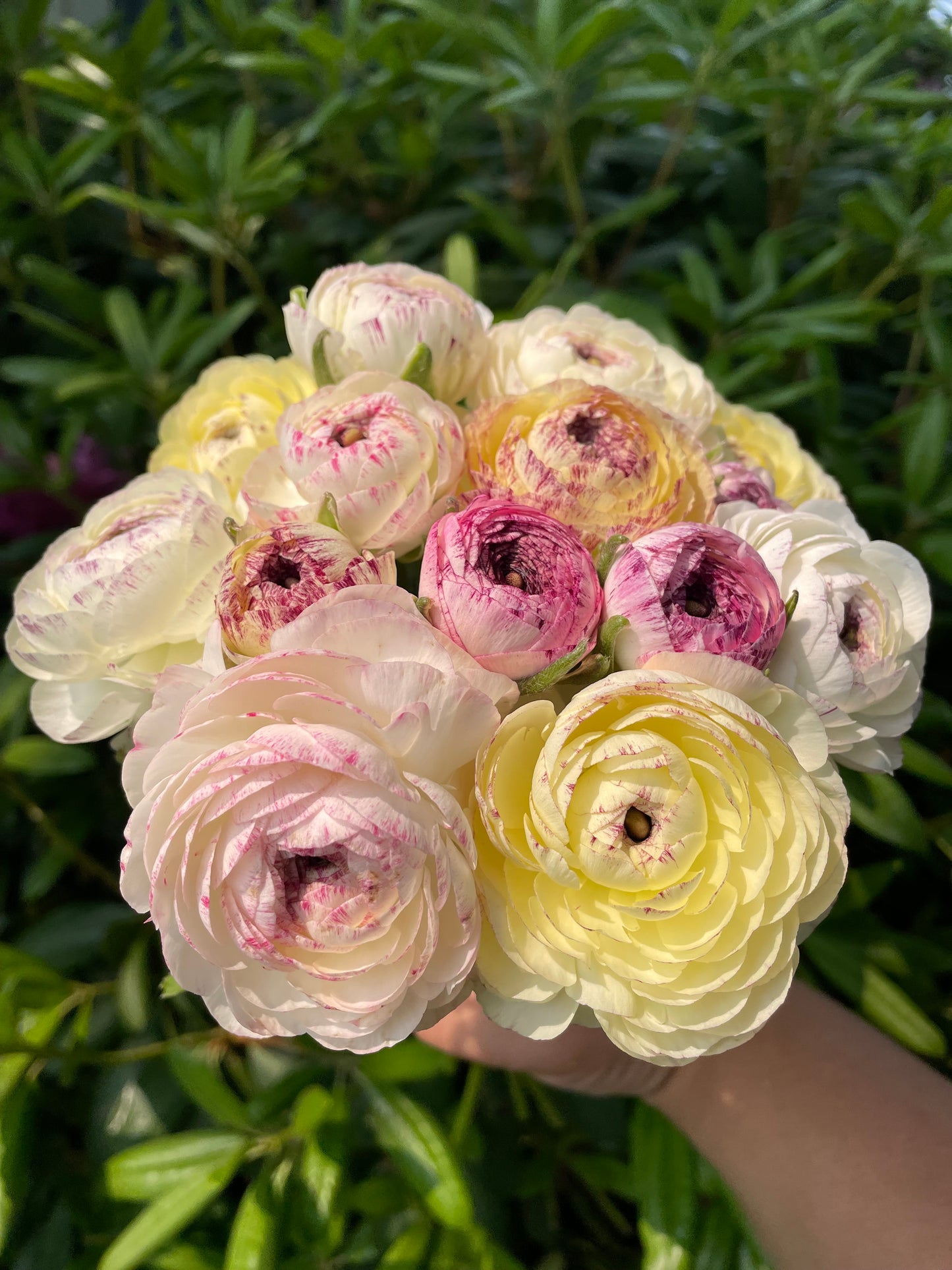 Weekly Delivery  - 6 Weeks - Spring Flower Club