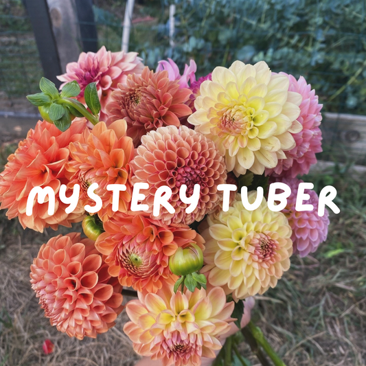 Mystery Tuber