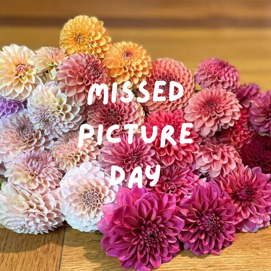 CAL Mini (Unconfirmed Bloom, Please Read)