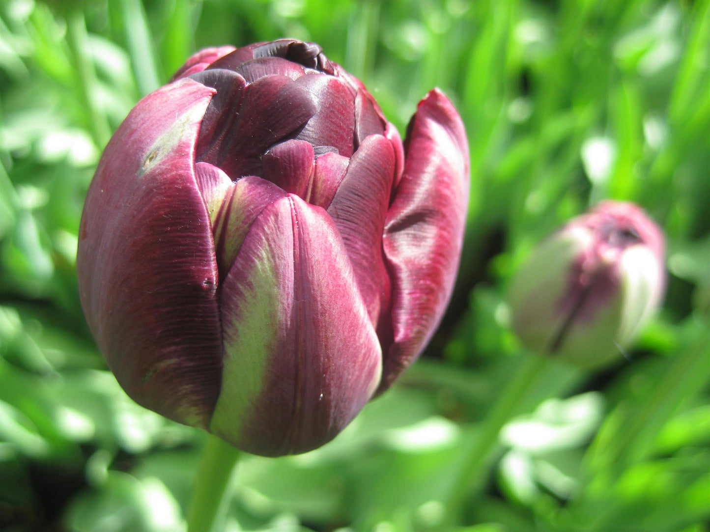 Tulip Black Hero