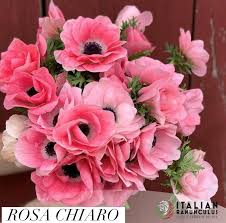 Anemone Mistral Rosa Chiaro